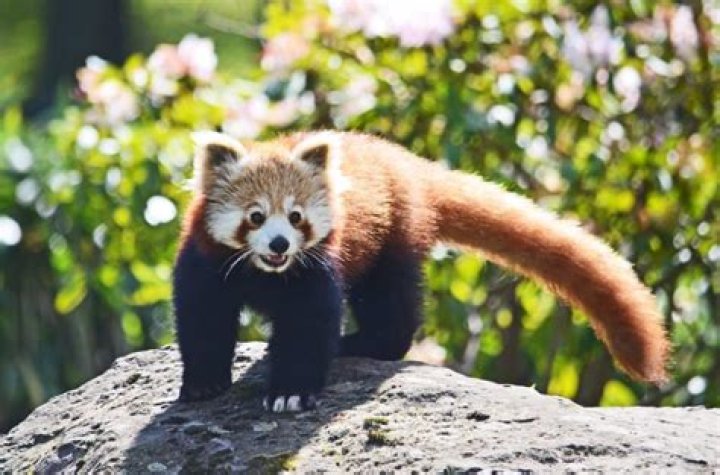 Why are red pandas called Wah?