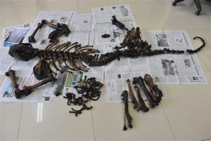 Why are skeletons not allowed in China?