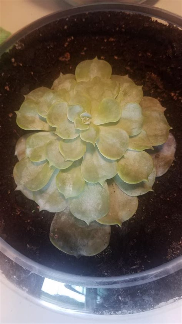 Why are the bottom leaves of my plant dying?