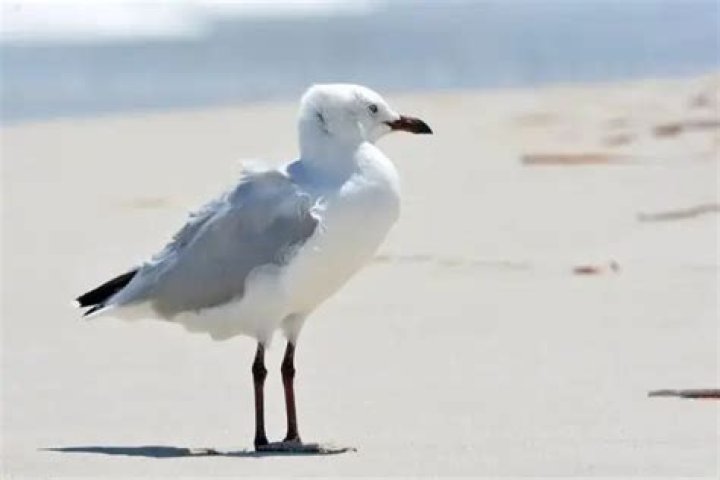 Why are there no seagulls in Hawaii?