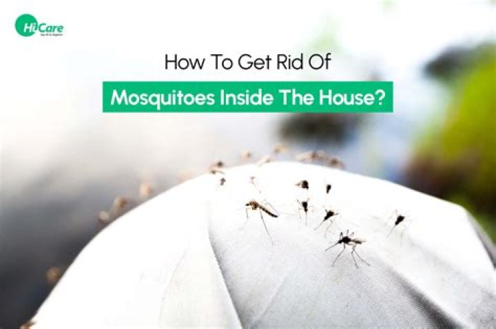 Why are there suddenly mosquitoes in my house?
