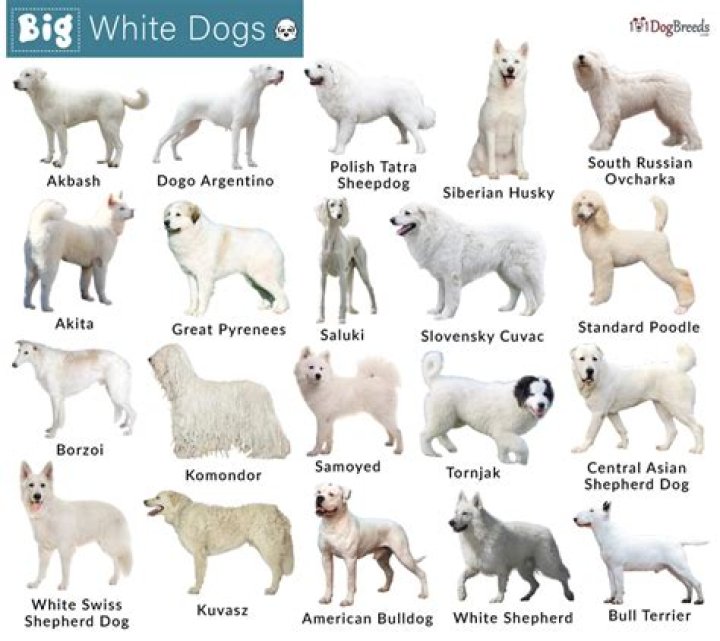 Why are white dogs deaf?
