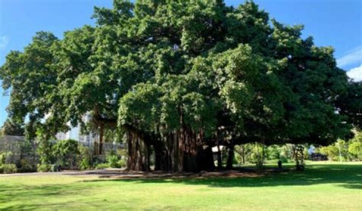 Why banyan tree is our national tree?
