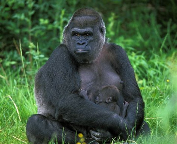 Why can't gorillas talk?