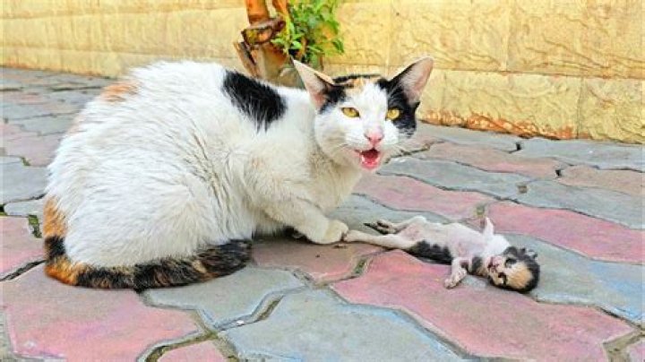 Why cat eat their own child?