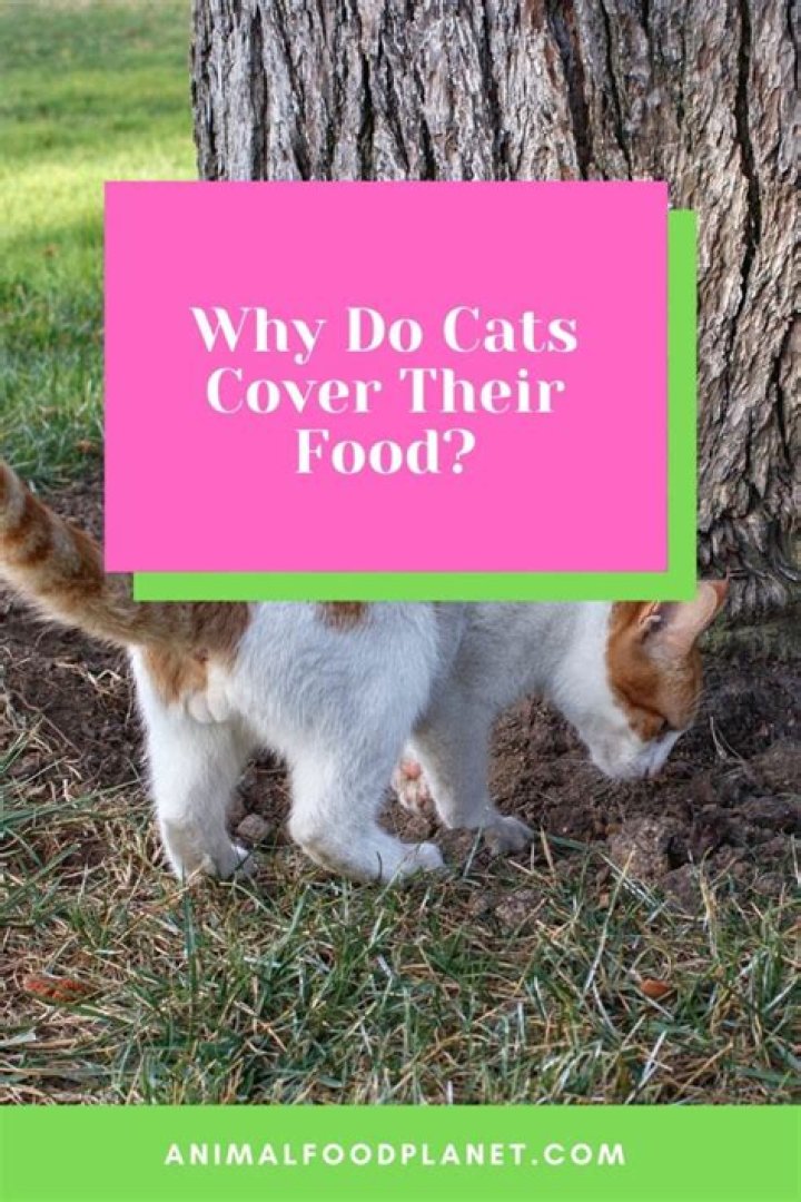 Why cats cover their food?