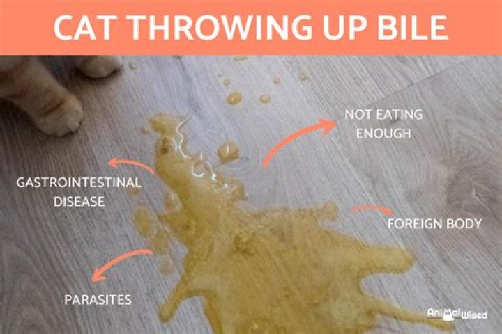 Why did my cat fall over after throwing up?