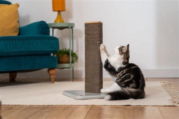 Why did my cat pee on his scratcher?