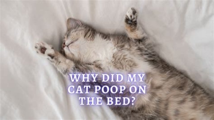 Why did my cat poop on my bed?