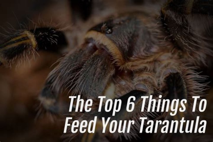 Why did my tarantula explode?