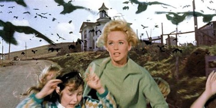 Why did The Birds go crazy in the movie The Birds?