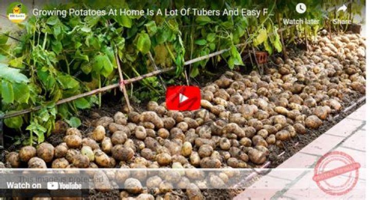 Why did the Irish only grow potatoes?