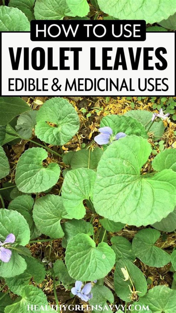 Why did Violet leave Private Practice?