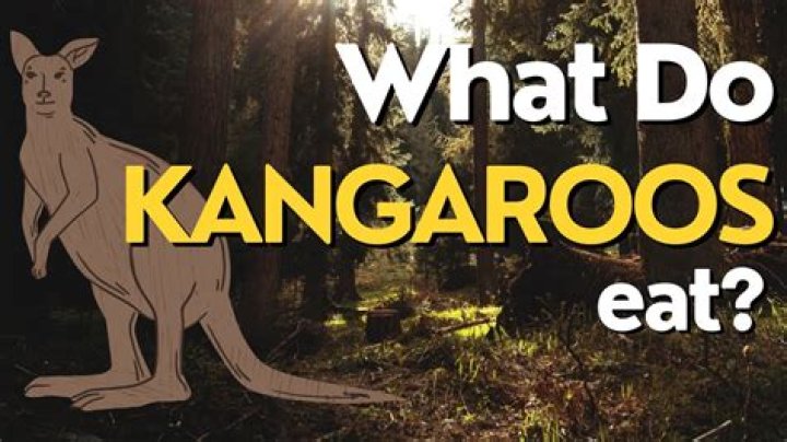 Why do aboriginals eat kangaroo?