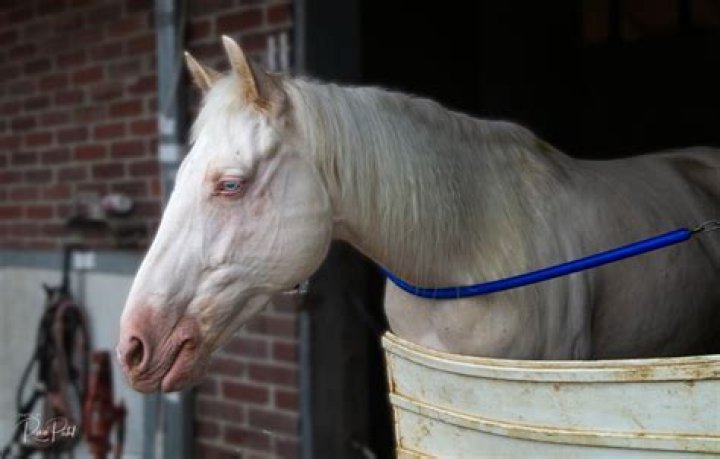 Why do albino horses not exist?