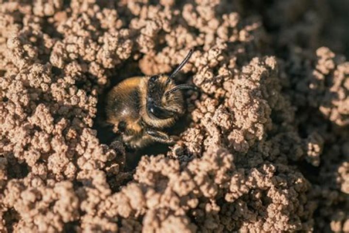 Why do bees gather on the ground?