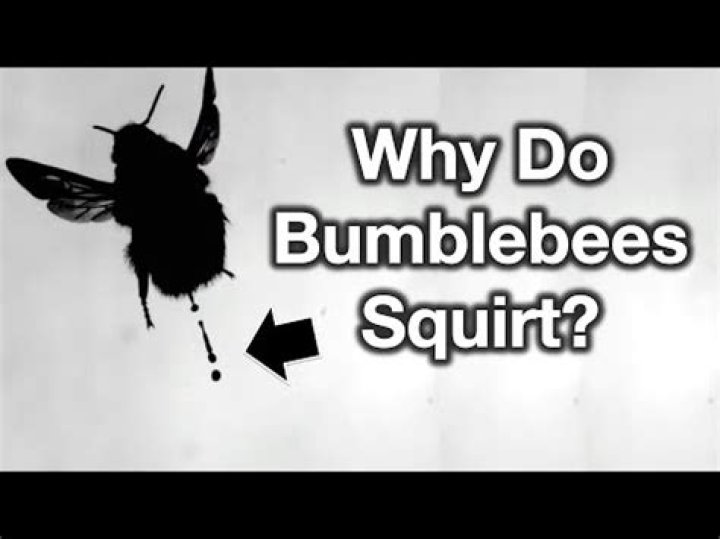 Why do bees squirt liquid?
