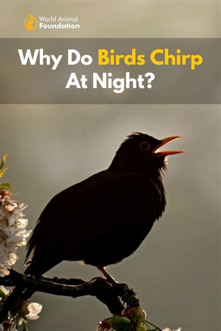 Why do birds chirp at night superstition?