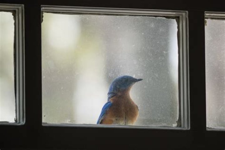 Why do bluebirds tap on windows?
