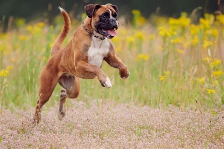 Why do boxers pee so much?