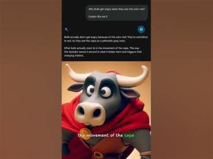 Why do bulls get so angry?