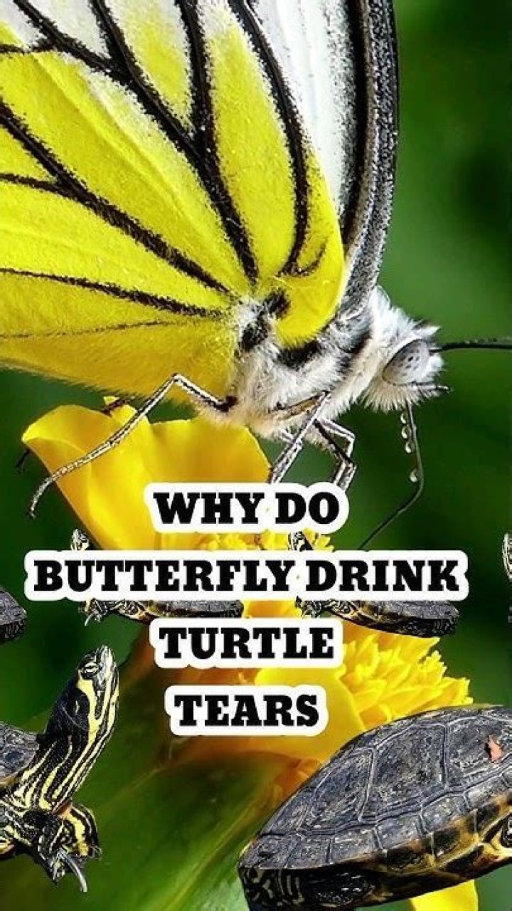 Why do butterflies drink turtle tears?
