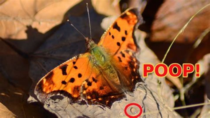 Why do butterflies land on poop?
