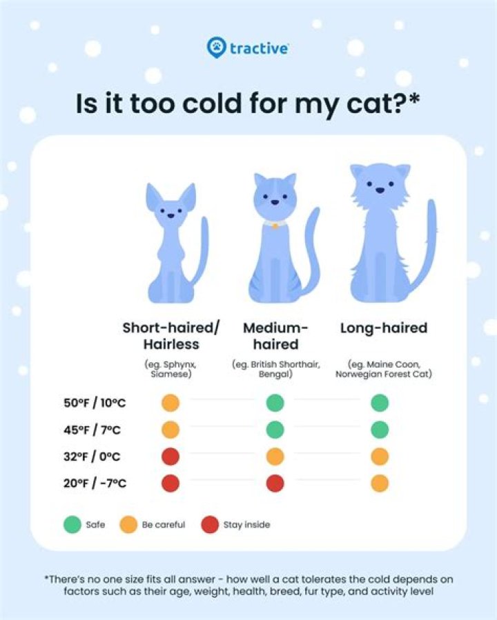 Why do cats freeze up?