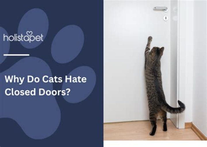Why do cats hate closed doors?