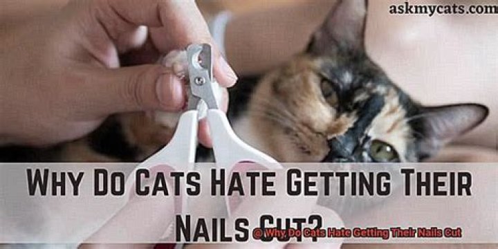 Why do cats hate getting their nails cut?