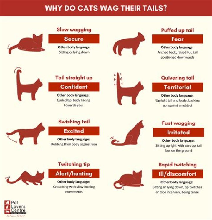 Why do cats hit you with their tails?
