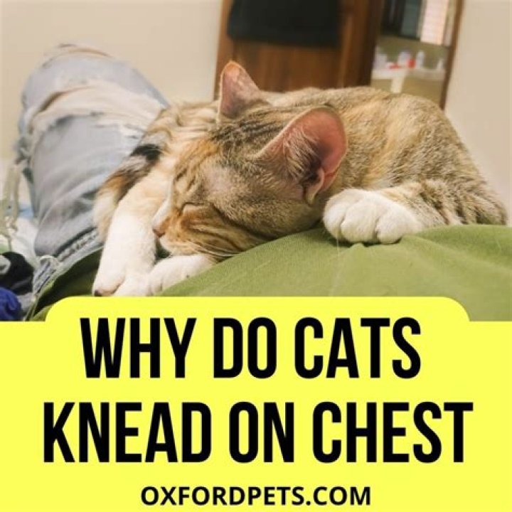 Why do cats knead on your chest?