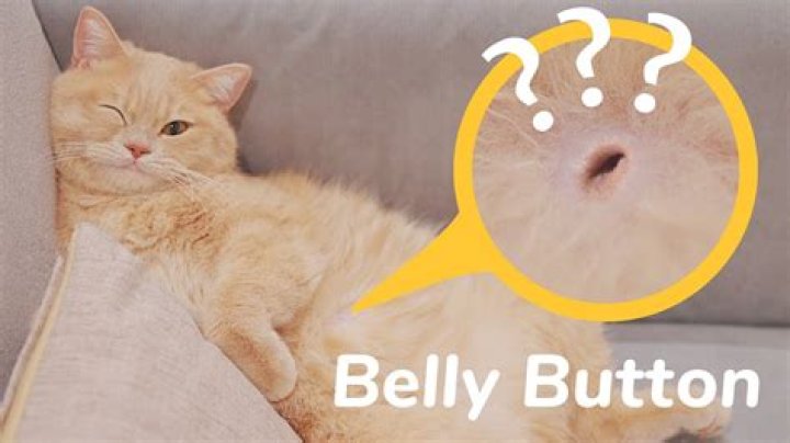 Why do cats not have belly buttons?
