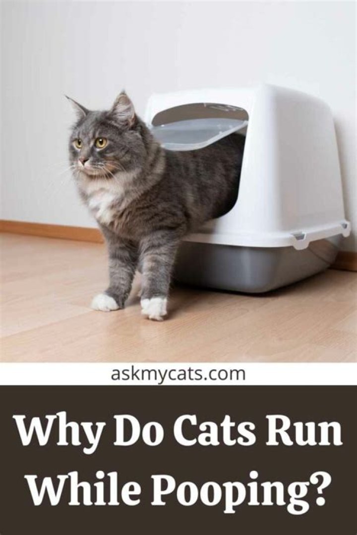 Why do cats run while pooping?