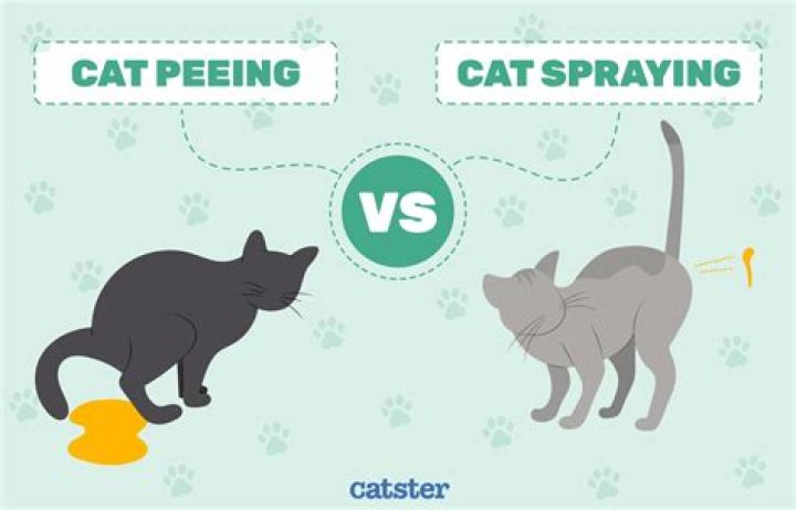 Why do cats scratch after peeing?