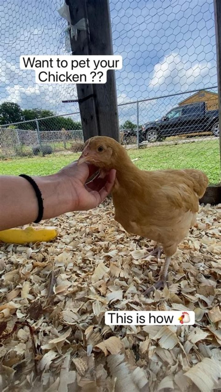 Why do chickens squat when you pet them?