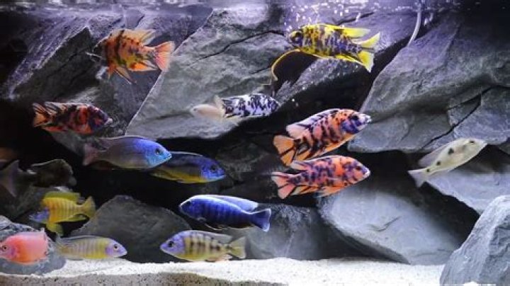 Why do cichlids go up and down the glass?