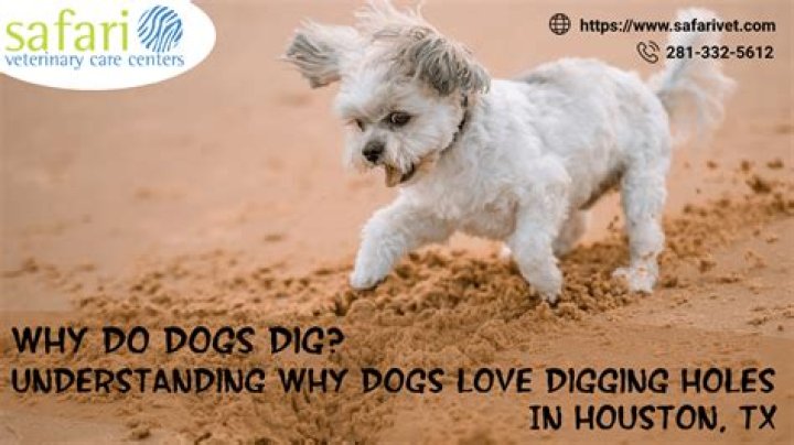 Why do dogs dig holes to throw up in?