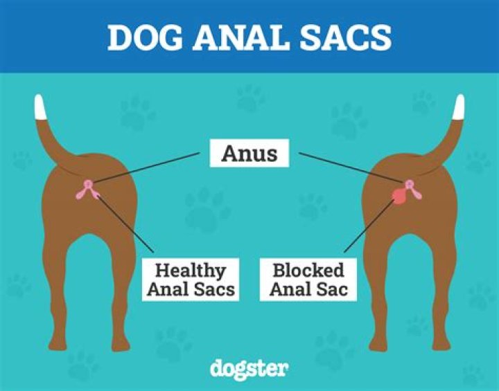 Why do dogs drag their balls?