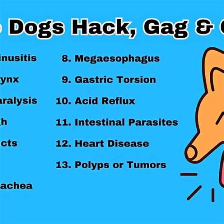 Why do dogs hack?
