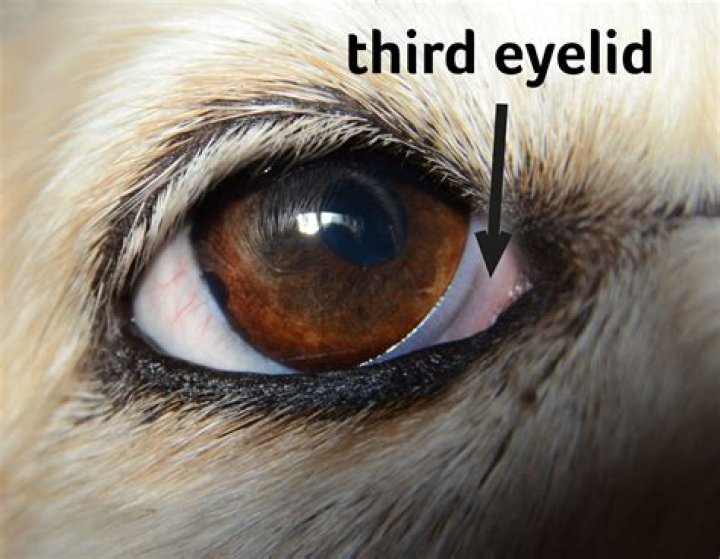 Why do dogs have a 3rd eyelid?