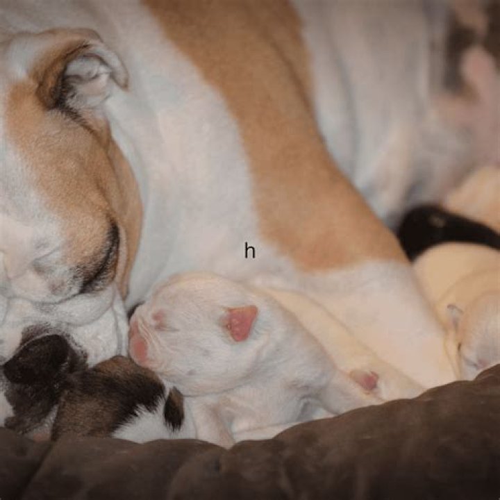 Why do dogs love human babies?