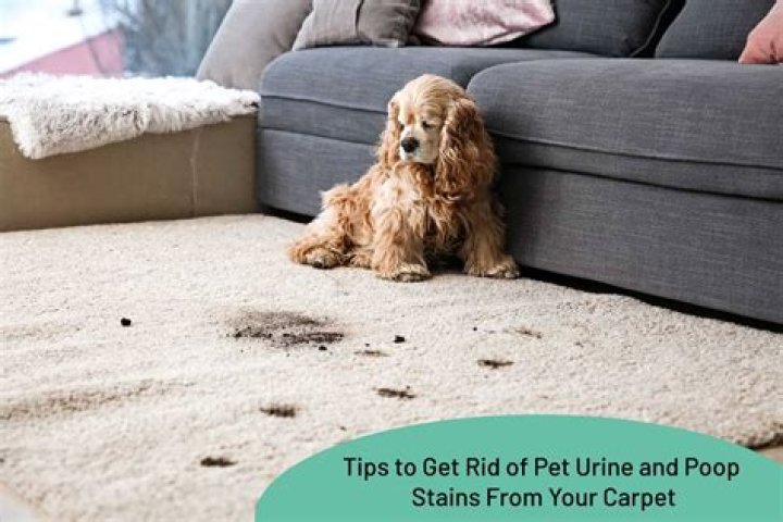 Why do dogs poop on carpet?