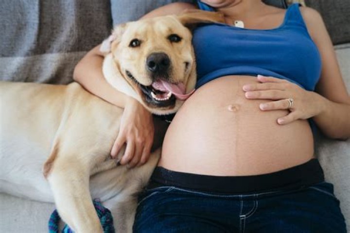 Why do dogs protect their pregnant owners?