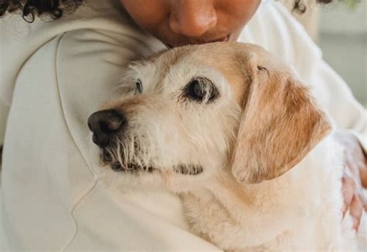 Why do dogs put their head on your chest?