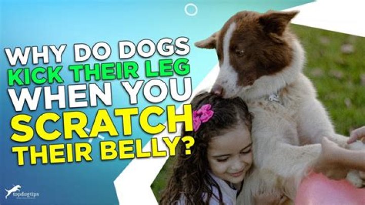 Why do dogs shake their leg when you scratch them?