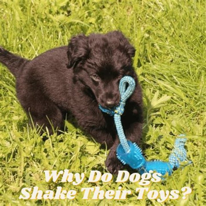 Why do dogs shake their toys?