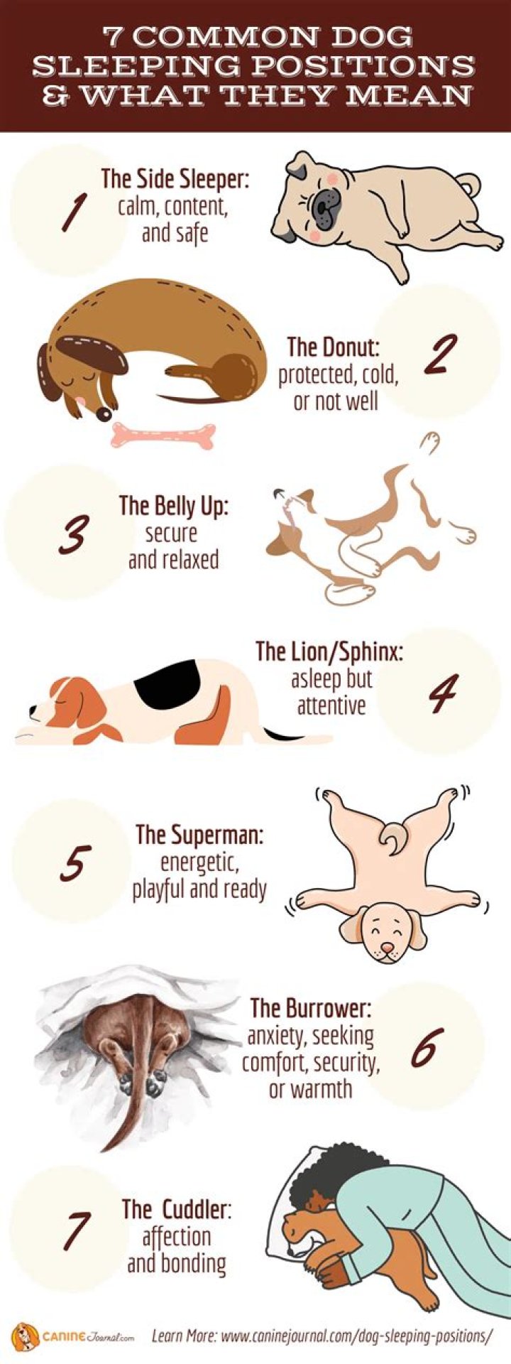 Why do dogs sleep belly up?