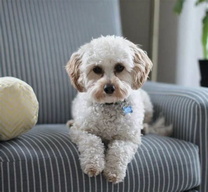 Why do dogs stare at you when you sleep?