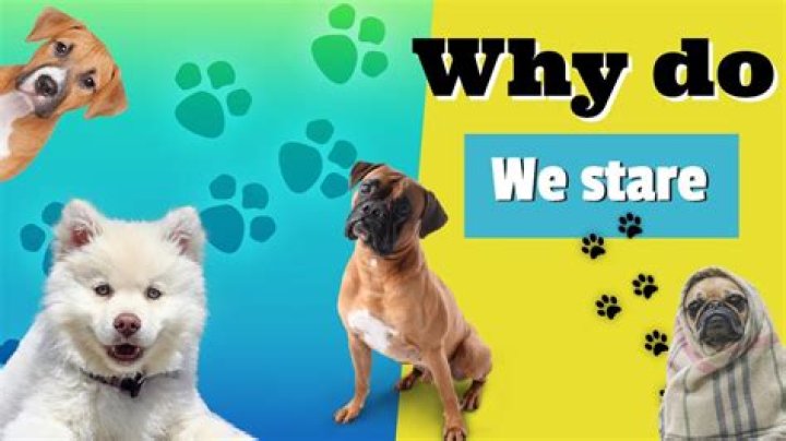 Why do dogs stare into corners?